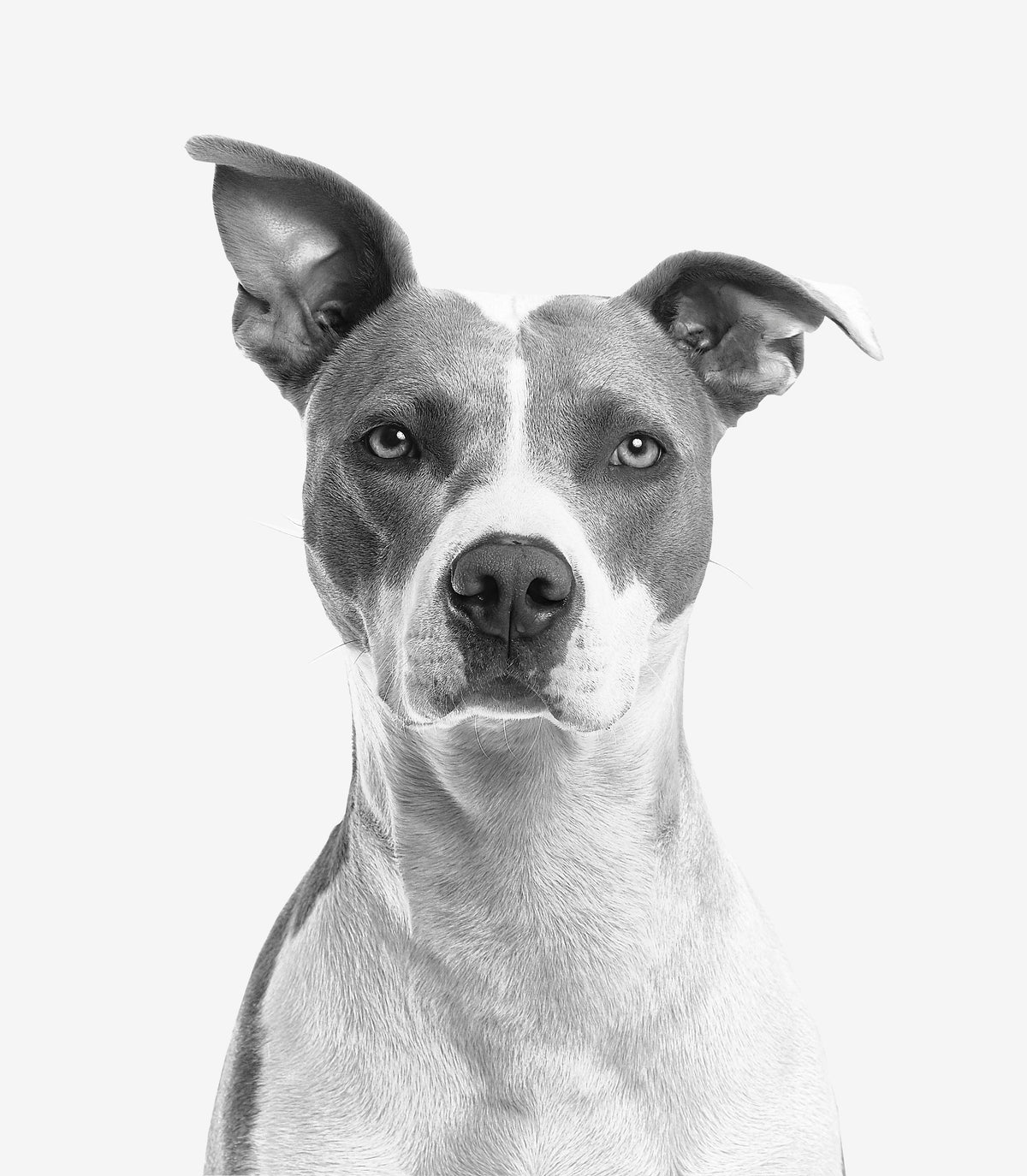 Pet Supplies