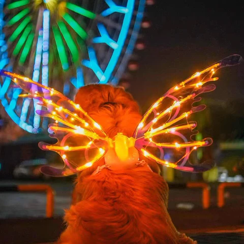 Electric Colorful Kids / Adults LED Fairy Wings Costume